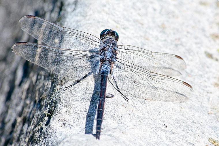 Orthetrum trinacria